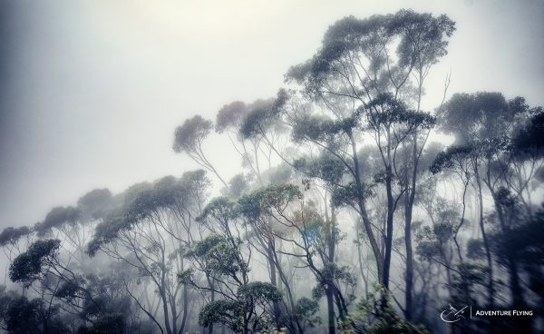 Australia Tongarra Forest NSW