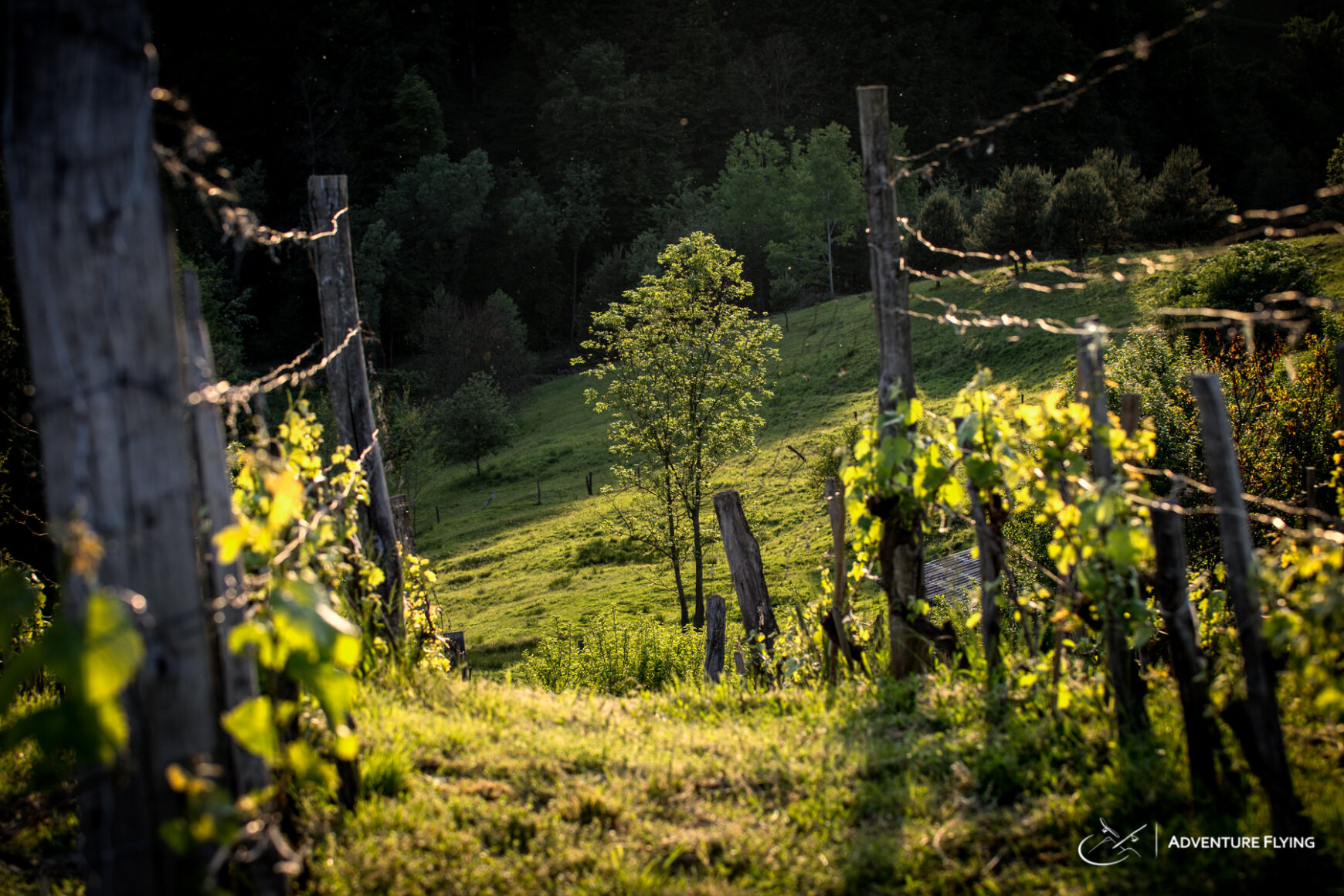Sunset in Vineyard Slovenia