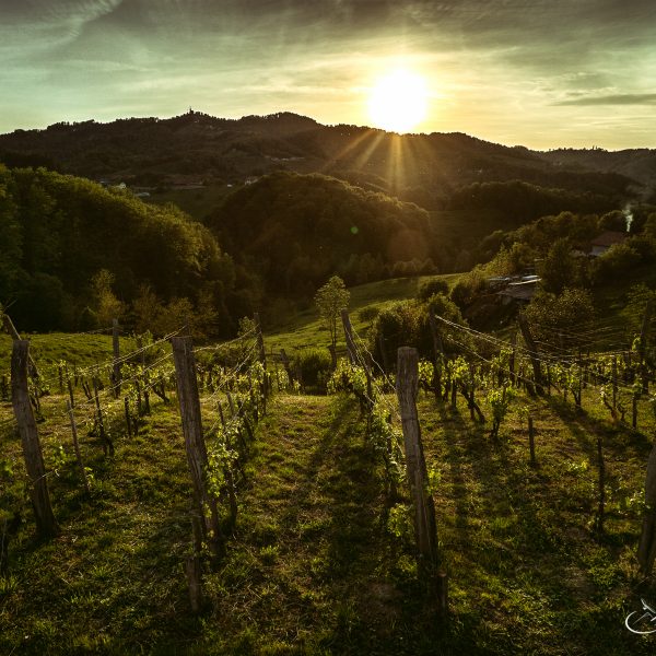 Sunset in Vineyard Slovenia