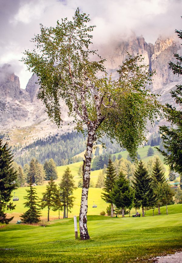 Eine Birke in den Dolomiten